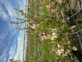 Evaluation variétale myrtille - Duke en fleur